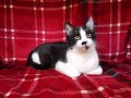 Tomi (2)